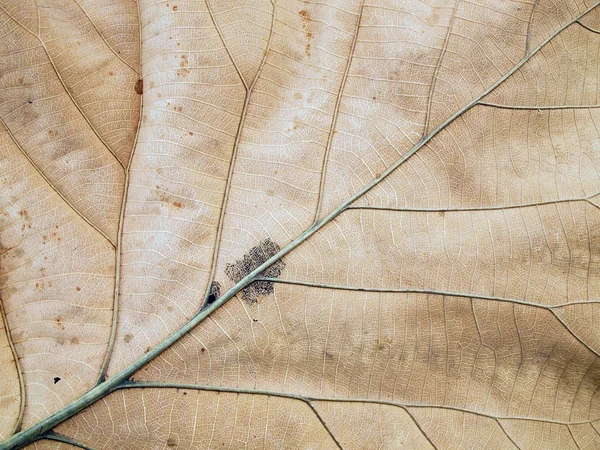 Motifs sur les feuilles ratatinées — Photo