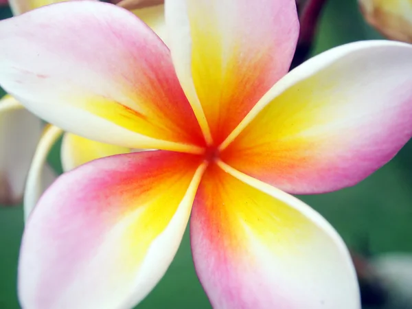 Fechar flor de frangipani — Fotografia de Stock