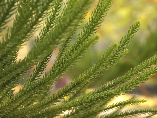 The leaves of pine — Stock Photo, Image