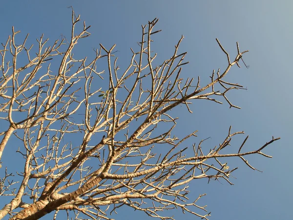 stock image Trees without leaves