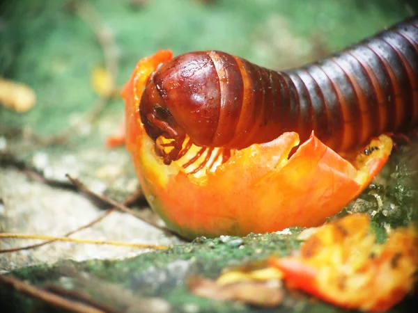 Milipede comer alimentos —  Fotos de Stock