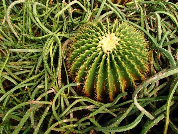 Kaktusz körül — Stock Fotó