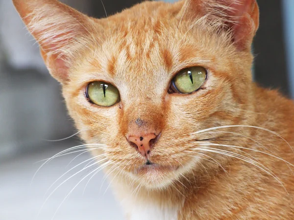 stock image Portrait cat