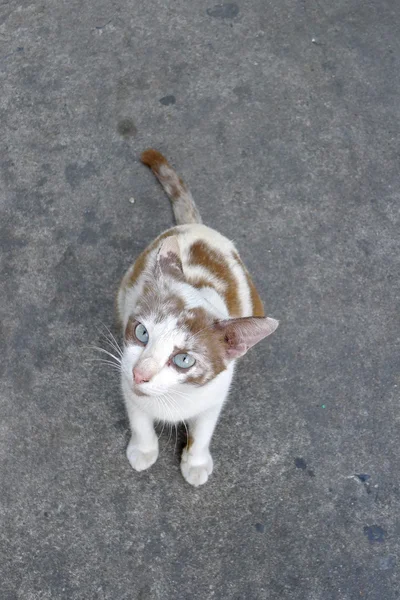 Yukarı doğru seyir yavru kedi — Stok fotoğraf