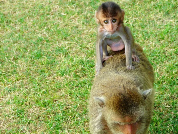 Küçük maymun — Stok fotoğraf