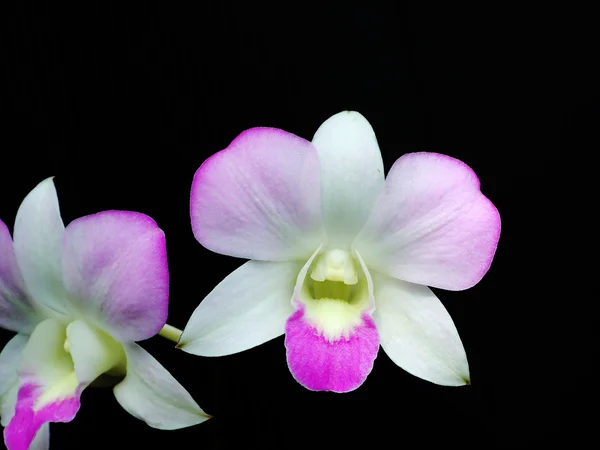 Orquídea rosa sobre fondo negro — Foto de Stock