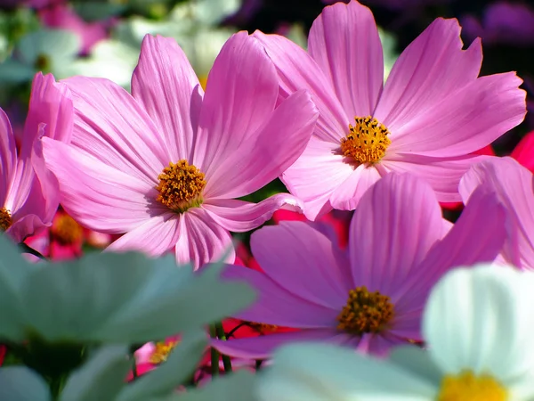 Pink cosmos Flower — Stock Photo, Image