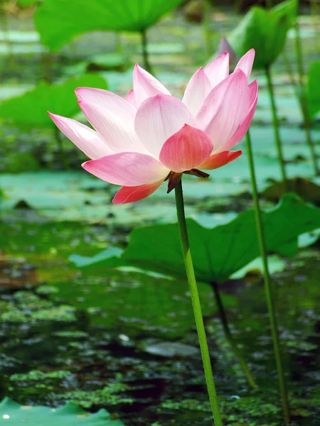 stock image Pink lotus