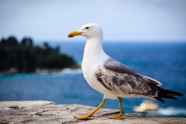 Graceful Seagull Walking in Front of the Sea clipart