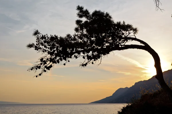 Drzewo sosny na zachód słońca w Chorwacji — Zdjęcie stockowe