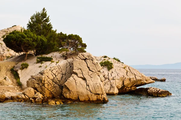 Pijnboom op de rotsachtige strand in brela, Kroatië — Stockfoto