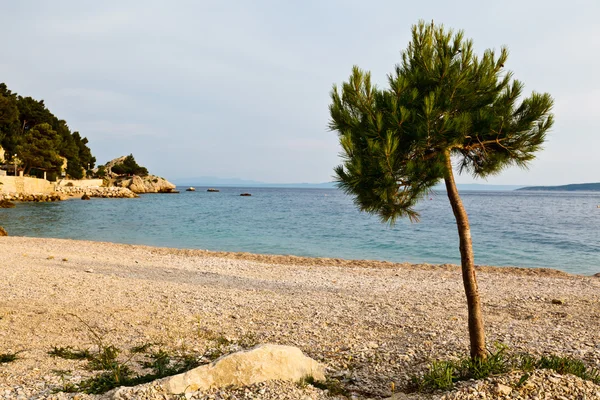 Borovice na skalnaté pláži v brela, Chorvatsko — Stock fotografie