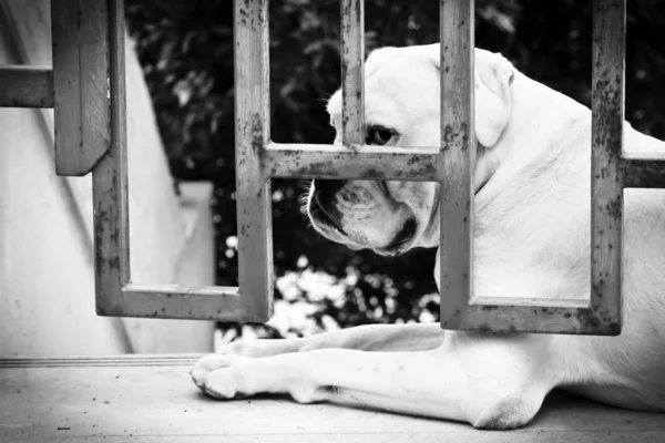 stock image Sad Dog is Sitting Behind Iron Gate