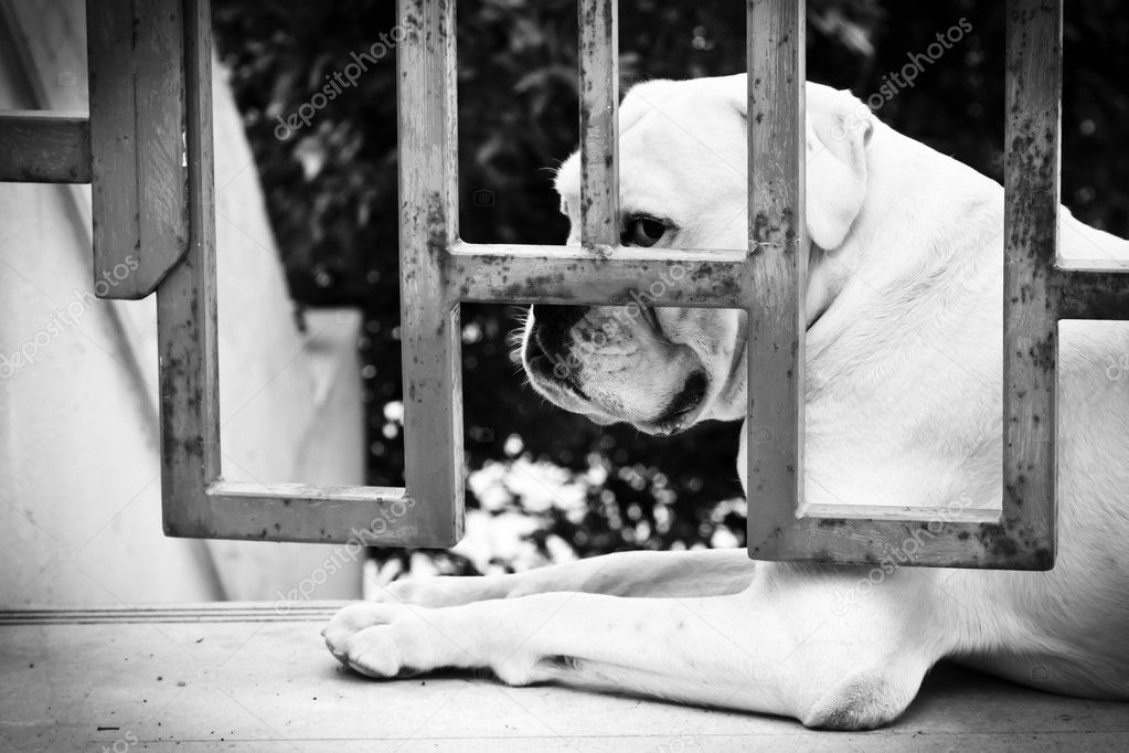 Sad Dog is Sitting Behind Iron Gate