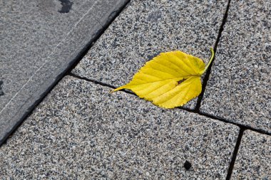 Bırak tek sarı kiremitli granit zemin Cenova, İtalya