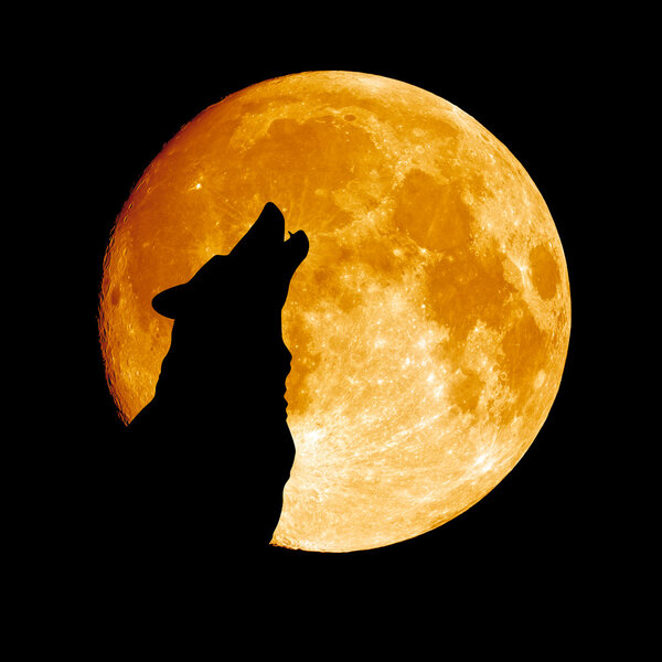 Wolf howling at the moon