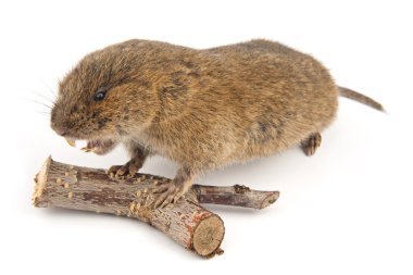 Garden Vole (Arvicola terrestris) clipart