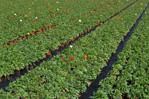 stock image Papaver or somniferumm.