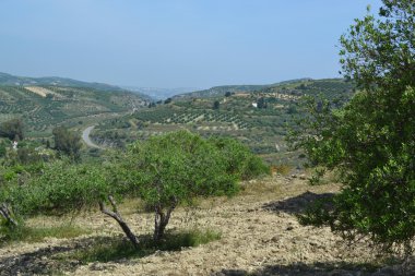 zeytin ağaçları tepelerde.