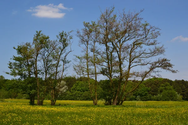 Bahar eski kızılağaç ağaçlarda. — Stok fotoğraf
