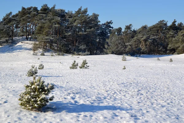 stock image Snow on the Kootwijkerzand.