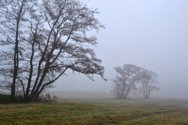 Awl trees in the fog. clipart