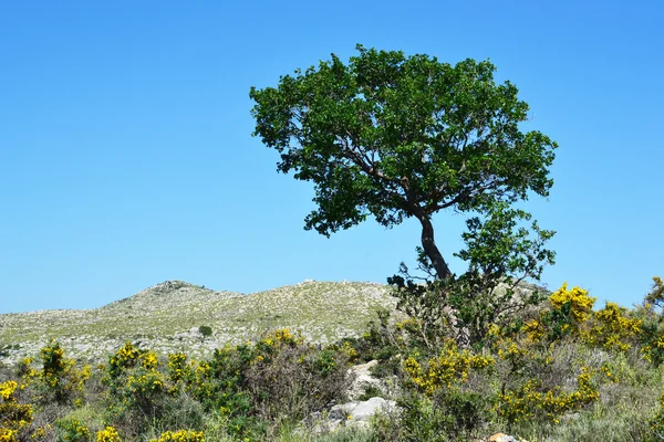 Stock image Olive tree in the hillocks.