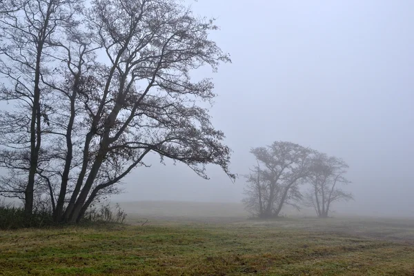 Stock image Awl trees in the fog.