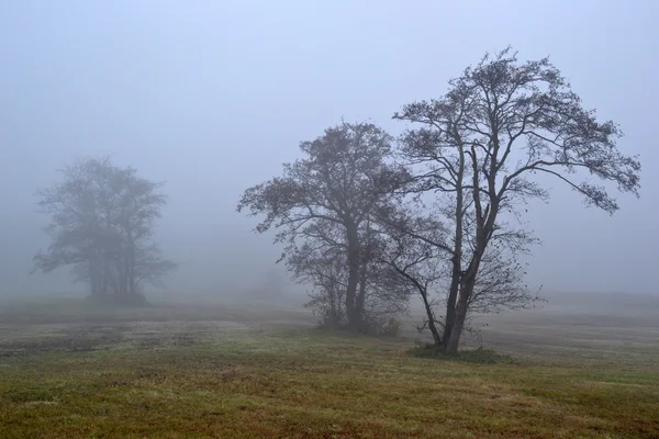 stock image Awl trees in the fog.