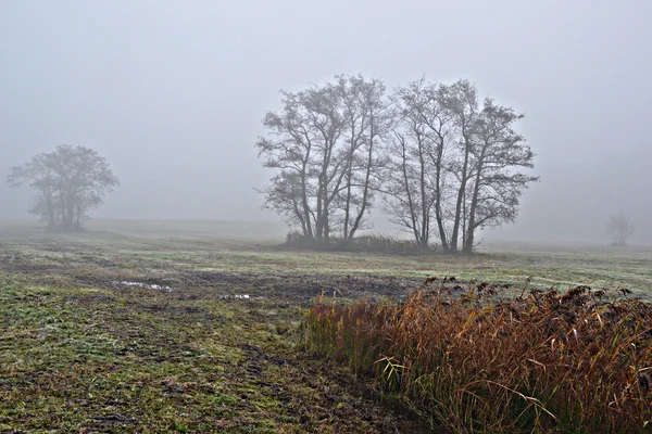 stock image Awl trees in the fog.