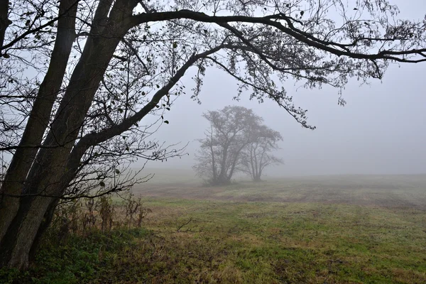 Árvores de coruja no nevoeiro . — Fotografia de Stock