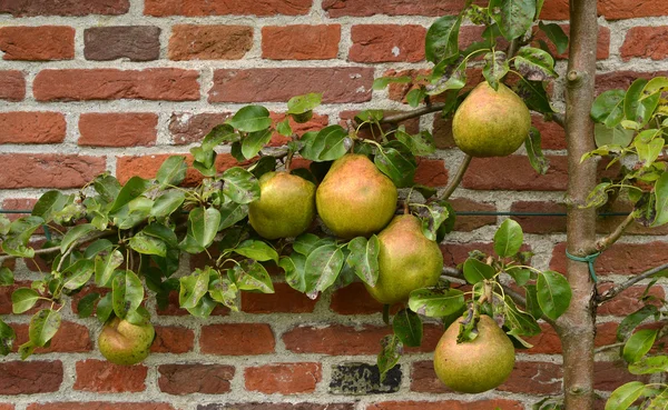 stock image Pair tree.