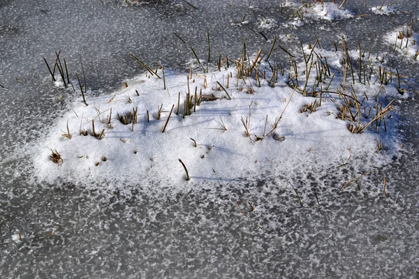 氷の中の草. — ストック写真