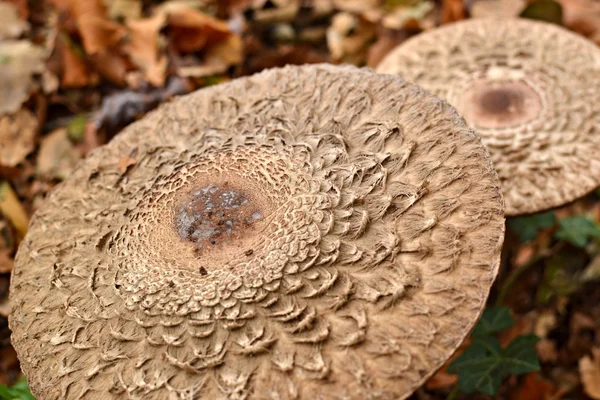 Cap of the geschupde stekelzwam mushroom. — Stock Photo, Image