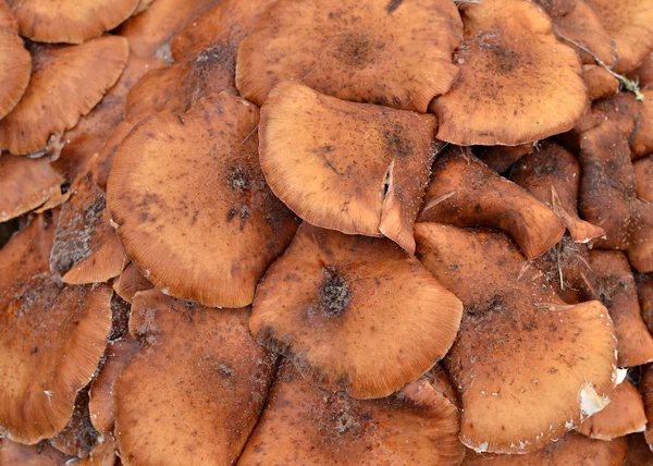 Topo de um grupo cogumelos apressados . — Fotografia de Stock