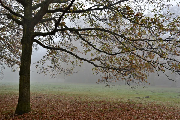 Beech trees in the fog. — Stock Photo, Image