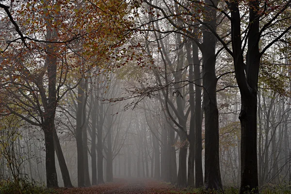 锥树木在雾中. 免版税图库照片