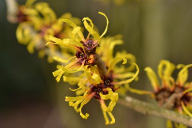 Hamamelis.