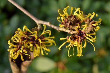 Hamamelis. clipart