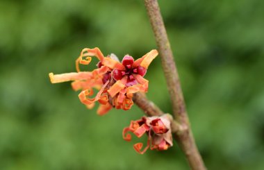 Hamamelis.