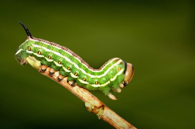 Caterpillar clipart