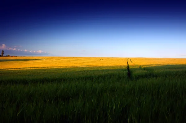 Путь в пшеничном поле — стоковое фото