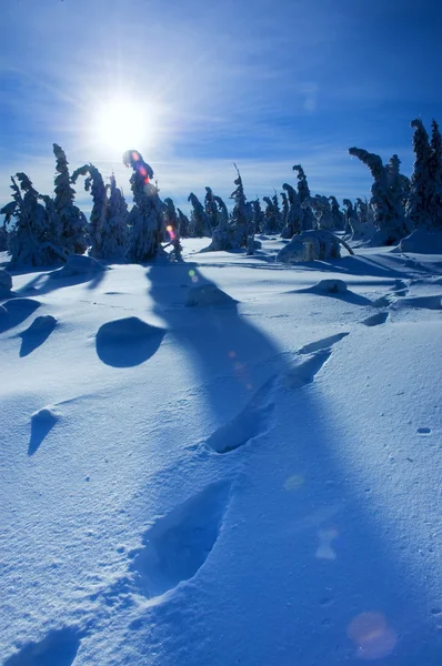 Paisagem inverno — Fotografia de Stock