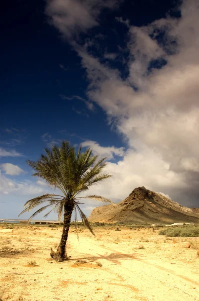 stock image Socotra