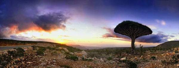 Socotra — Stok Foto