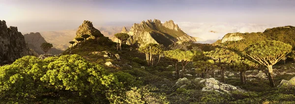 Socotra — Photo