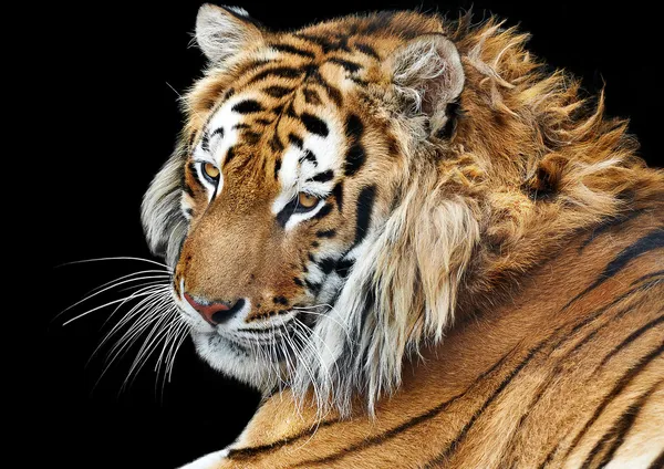 Gros plan tigre bengale isolé arrière-plan studio tir Images De Stock Libres De Droits