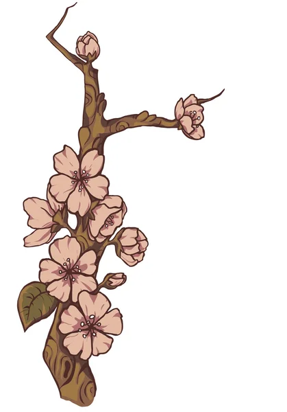 Flowering branch of Sakura. Vector. — Stock Vector
