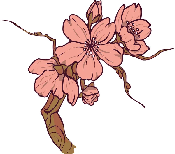Flowering branch of Sakura. Vector. Vector Graphics