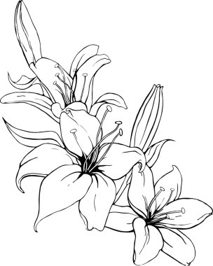 Vector illustration of lily in black and white colors. clipart